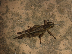 Shirakiacris shirakii