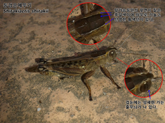 Shirakiacris shirakii