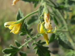Solanum lycopersicum cerasiforme
