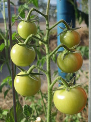 Solanum lycopersicum cerasiforme