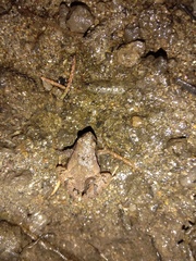 Microhyla achatina