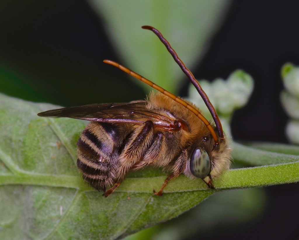 Tepanec Long-horned Bee