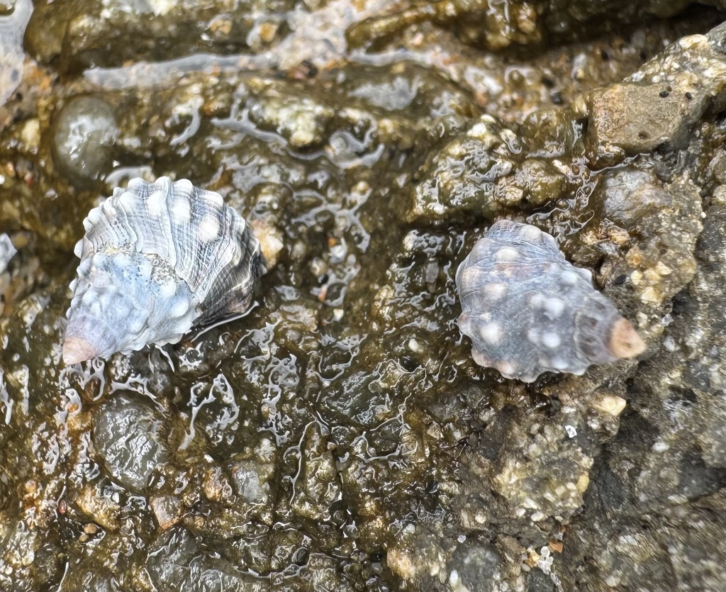 Echinolittorina austrotrochoides