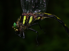 Cordulegaster obliqua