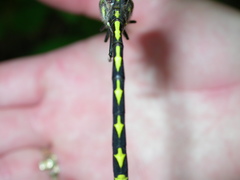 Cordulegaster obliqua