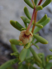 Roepera flexuosa