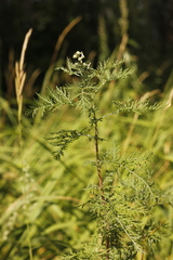 Artemisia macrantha
