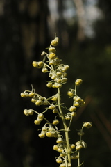 Artemisia macrantha