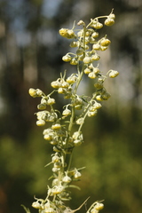 Artemisia macrantha