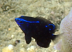 Big-Lip Damsel photo 3