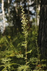 Artemisia macrantha