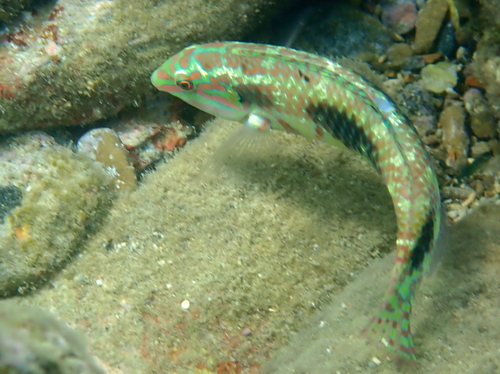 Labayan (Halichoeres margaritaceus) — Labridae — 4