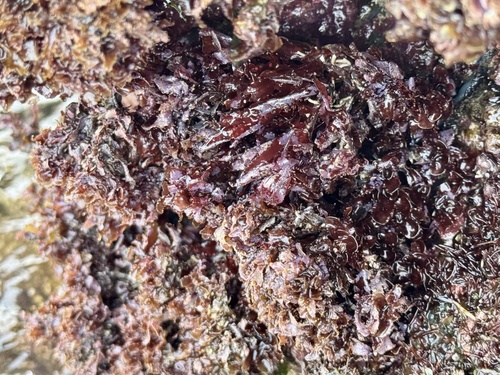 Amansia glomerata observed 2025-03-30