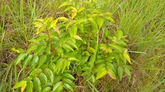 Glochidion ramiflorum