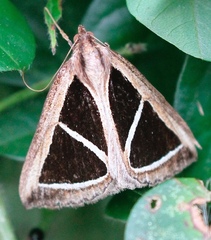 Parachalciope benitensis