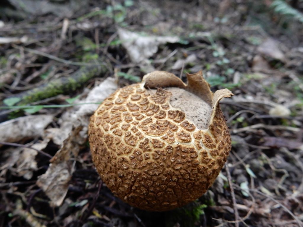 Scleroderma macrosporum