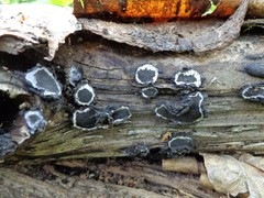 Biscogniauxia repanda