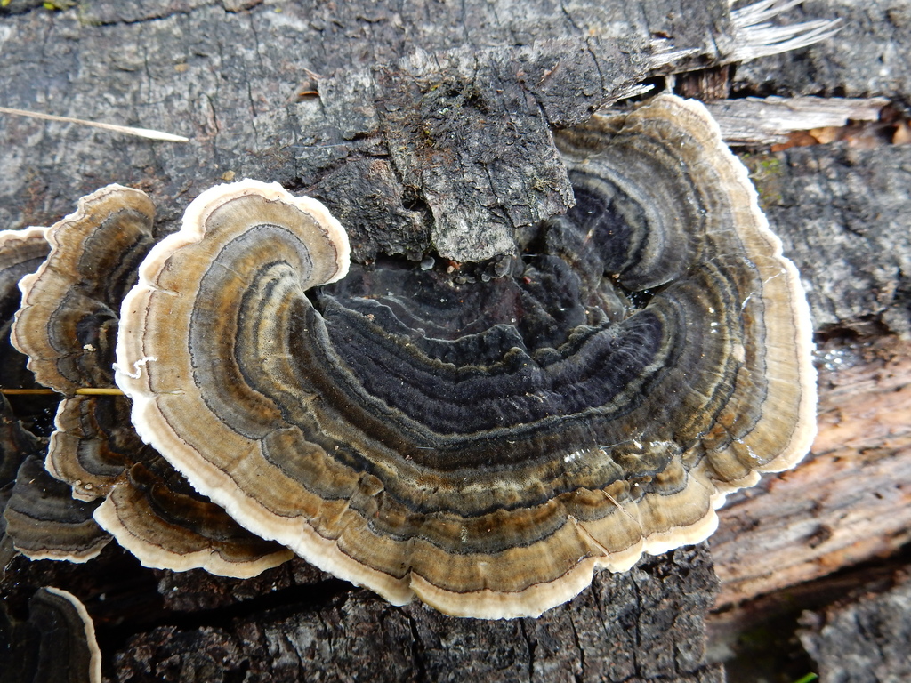 Trametes versicolor · March 2025 · photo: © rayjackson (iNaturalist, cc-by)