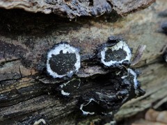 Biscogniauxia repanda