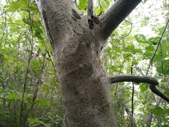 Yponomeuta evonymella