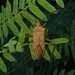 Plinachtus basalis - Photo 由 Bug's eyes photography 所上傳的 (c) Bug's eyes photography，保留部份權利CC BY-NC-ND