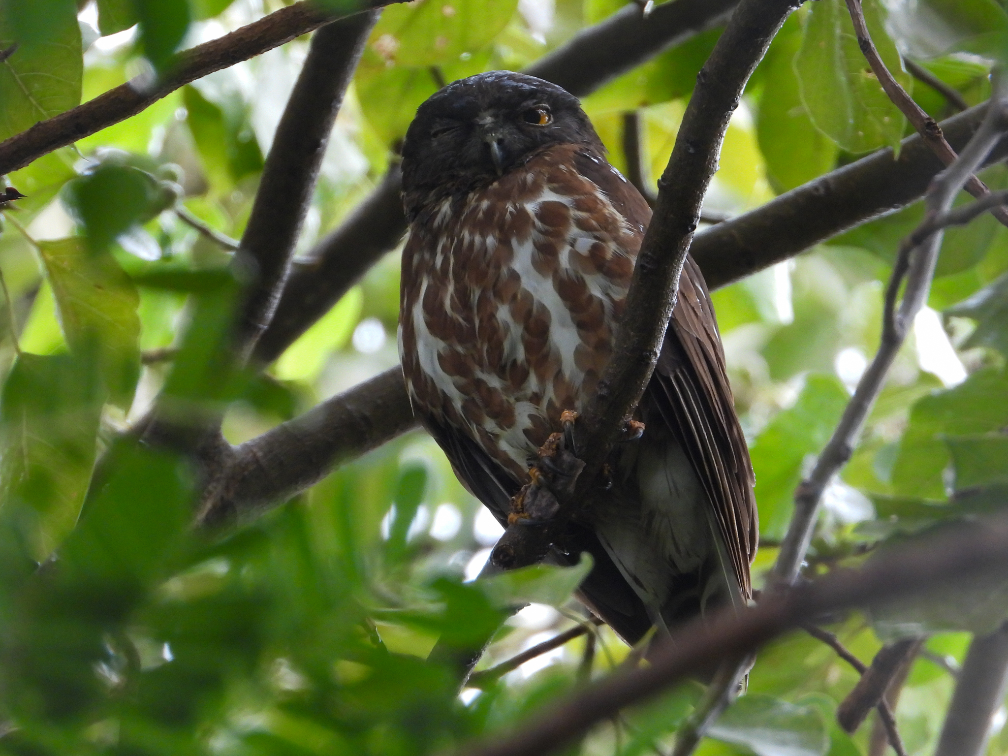 Northern Boobook
