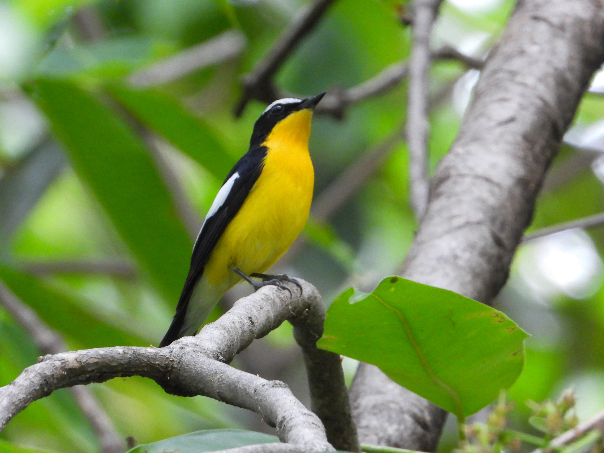 Yellow-rumped Flycatcher