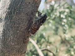Cicada