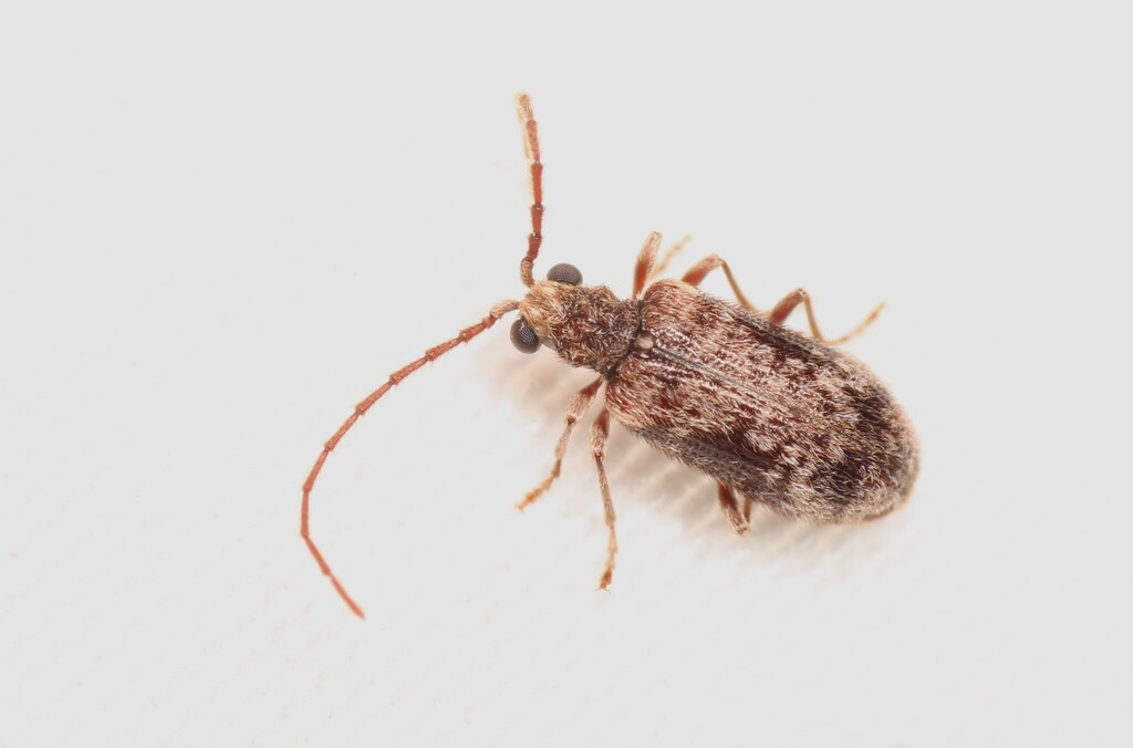 Ptinus palliatus