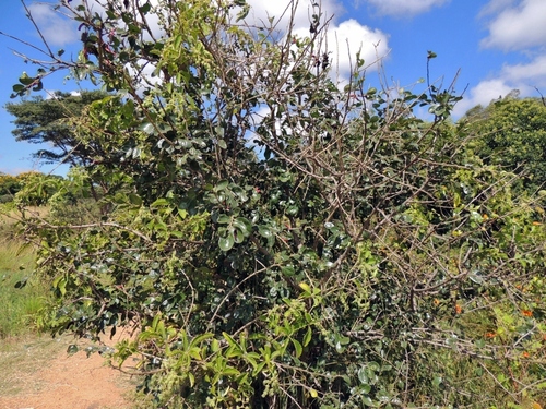 Dovyalis zeyheri (Dovyalis zeyheri)