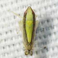 Scaphytopius elegans