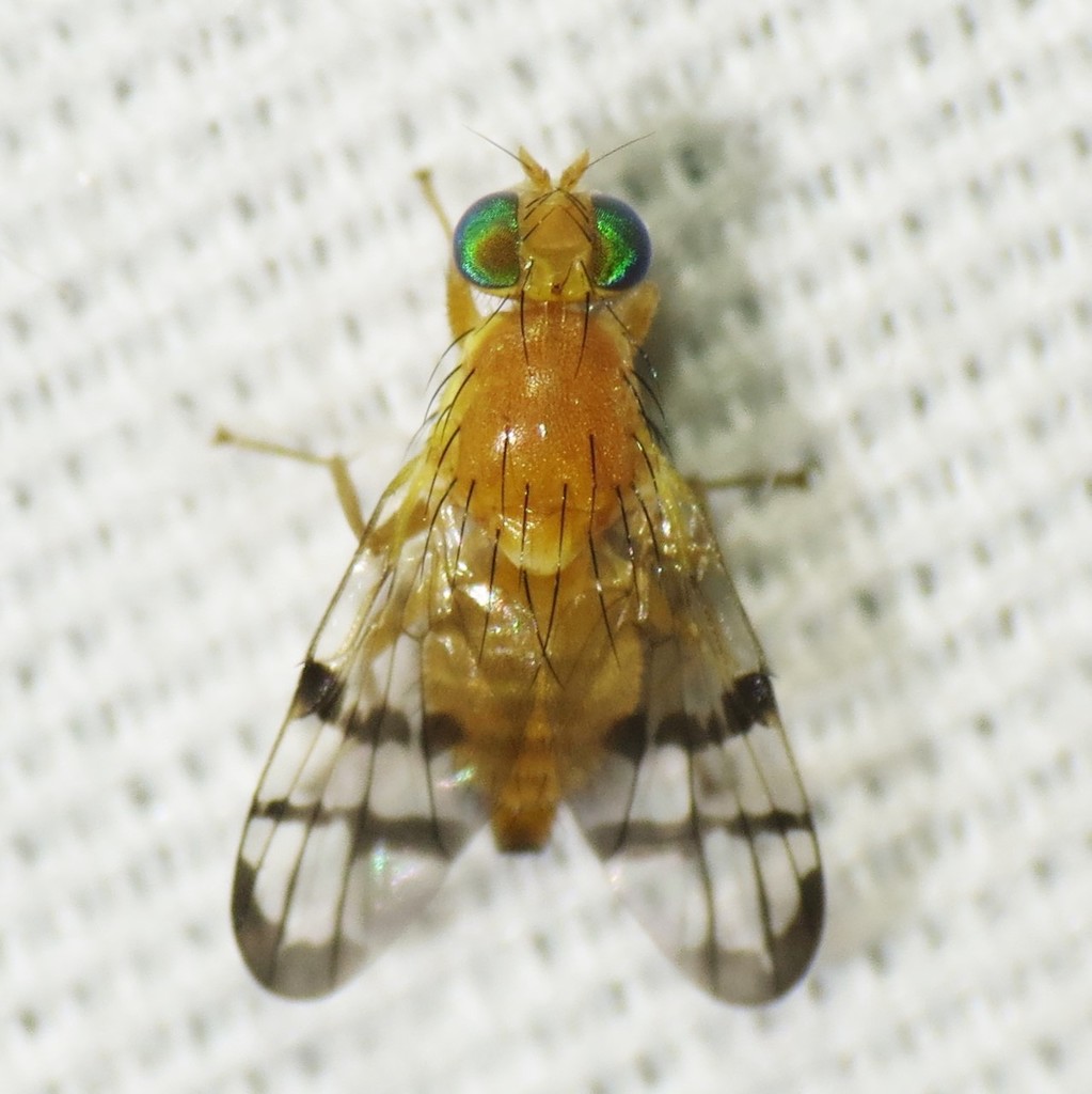 Rhagoletis juglandis