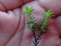 Crassula subulata fastigiata