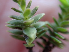 Crassula subulata fastigiata