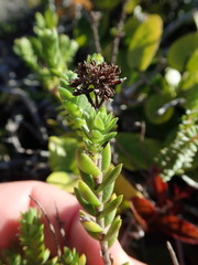 Crassula subulata fastigiata