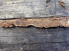 Gloeophyllum trabeum