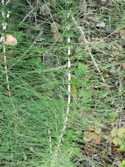 Equisetum telmateia