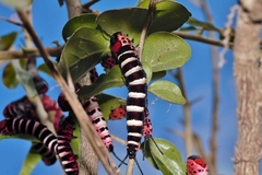 Dovyalis zeyheri, photograph (c) i_c_riddell, some rights reserved (CC BY)
