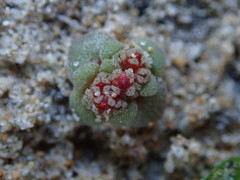Crassula umbellata