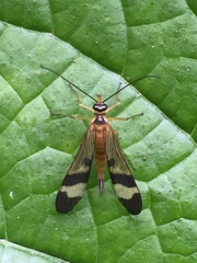 Panorpa japonica