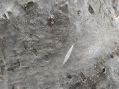 Yponomeuta evonymella