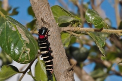 Dovyalis zeyheri, photograph (c) i_c_riddell, some rights reserved (CC BY)