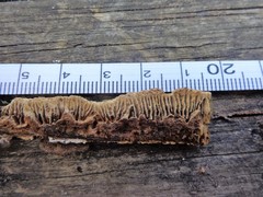 Gloeophyllum trabeum