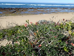 Indigofera candicans