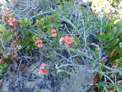 Indigofera candicans
