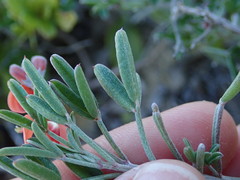 Indigofera candicans