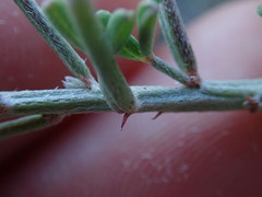 Indigofera candicans