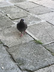Columba livia domestica