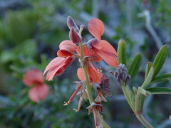 Indigofera candicans