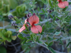 Indigofera candicans